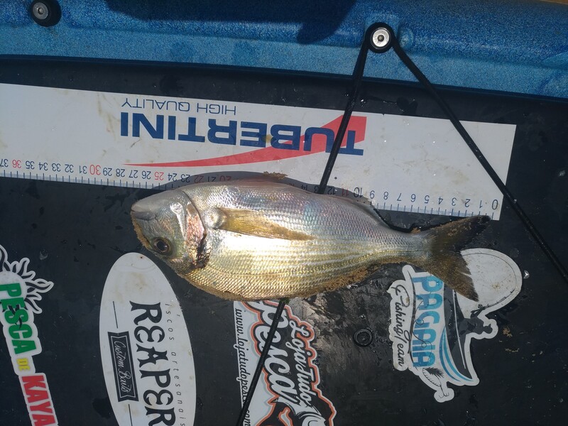 Fish Measure Picture